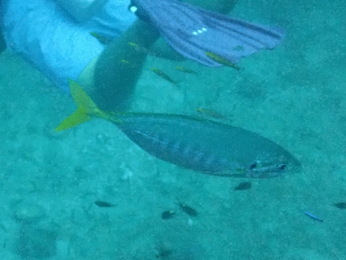 Barred yellowtail scad (Atule mate) — Carangidae — 4