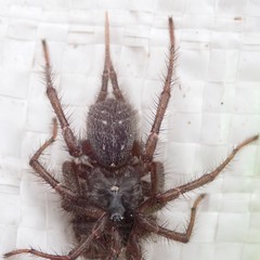 Thelechoris striatipes