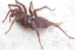 Thelechoris striatipes