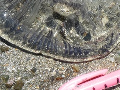Aequorea forskalea