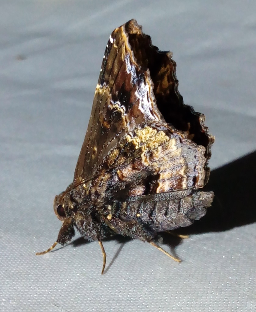 Lacera asinuosa