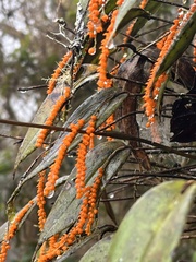 (c) Francisco Sánchez Karste, some rights reserved (CC BY) Pleurothallis truncata, photograph (c) Francisco Sánchez Karste, some rights reserved (CC BY)