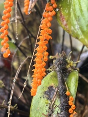 Pleurothallis truncata