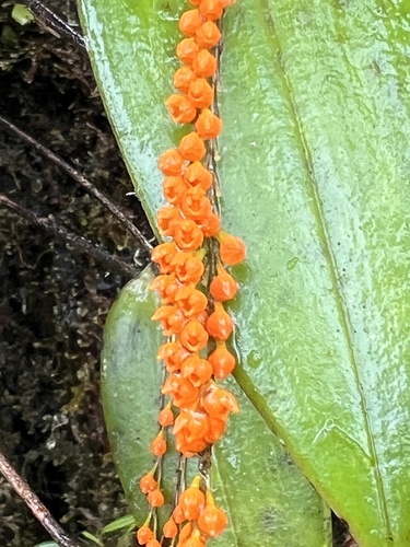 Pleurothallis truncata, photograph 2