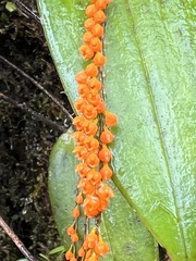 (c) Francisco Sánchez Karste, some rights reserved (CC BY) Pleurothallis truncata, photograph (c) Francisco Sánchez Karste, some rights reserved (CC BY)