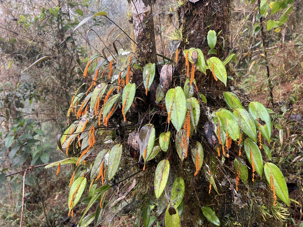 Pleurothallis truncata; photograph (c) Francisco Sánchez Karste, some rights reserved (CC BY)