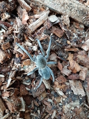 Portacosa cinerea