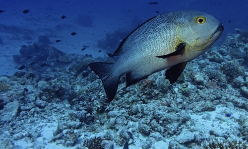 Midnight Snapper — seen at this dive site