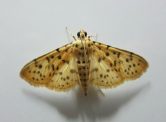 Conogethes punctiferalis