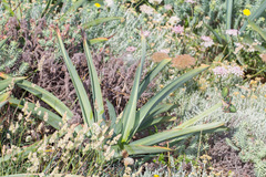 Pancratium illyricum