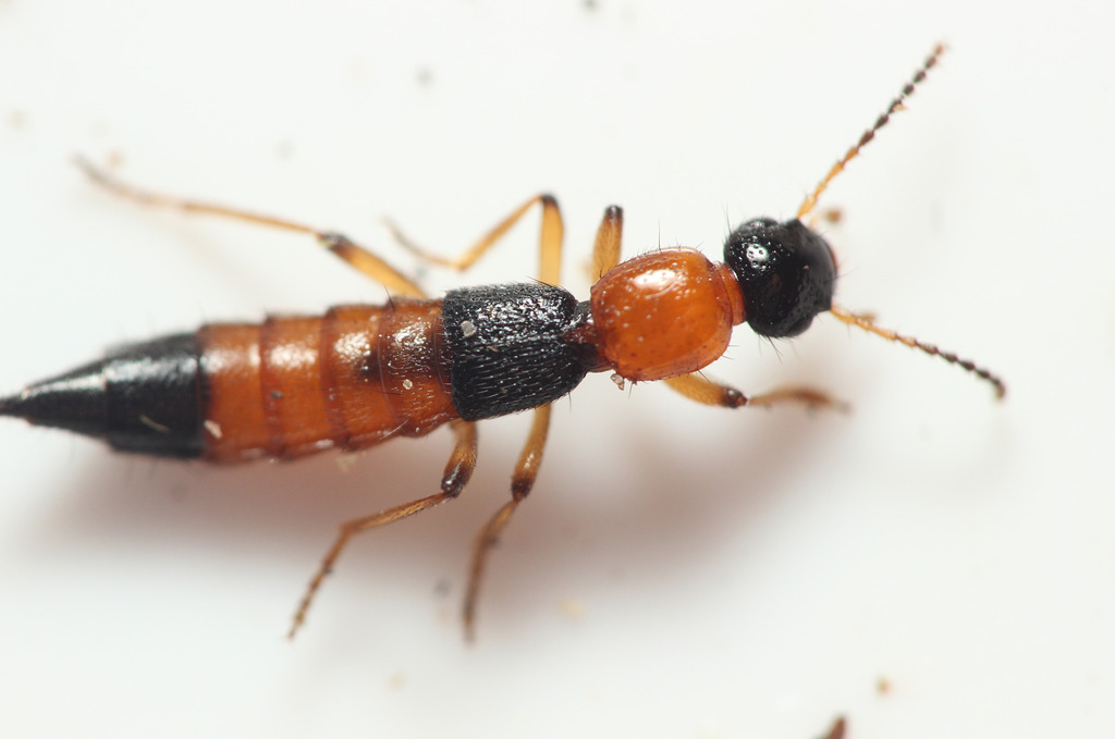 Paederus brevipennis