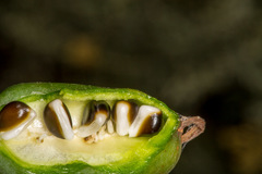 Pancratium illyricum