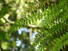 Osmolindsaea odorata