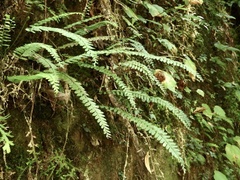 Osmolindsaea odorata