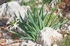 Pancratium illyricum