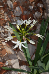 Pancratium illyricum