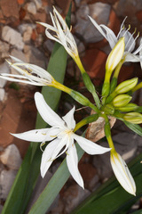 Pancratium illyricum