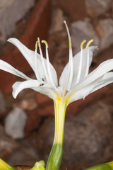 Pancratium illyricum