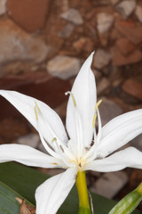 Pancratium illyricum