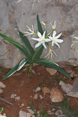 Pancratium illyricum