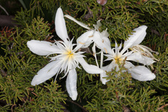 Pancratium illyricum