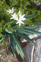 Pancratium illyricum
