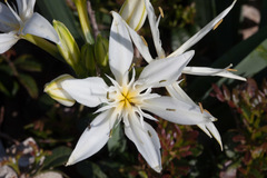 Pancratium illyricum