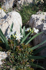 Pancratium illyricum