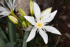 Pancratium illyricum