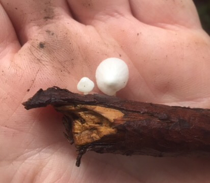 Hemimycena candida image