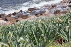 Pancratium illyricum