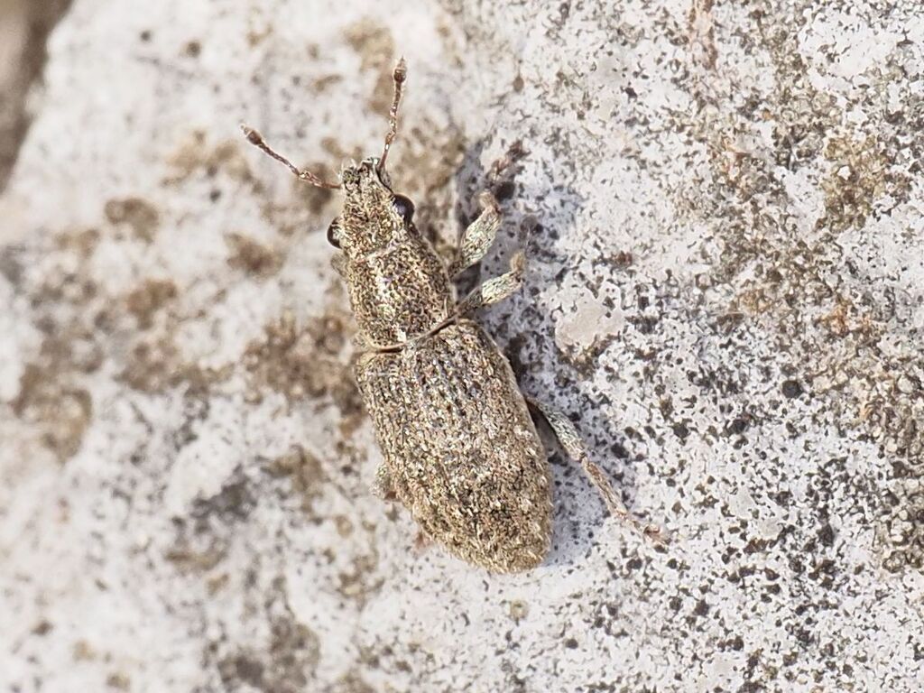 Sitona waterhousei