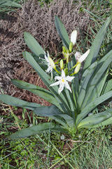 Pancratium illyricum