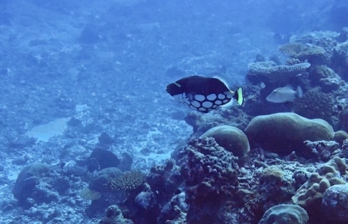 Clown Triggerfish — seen at this dive site