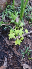 Ranunculus pumilio