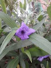 Ruellia simplex