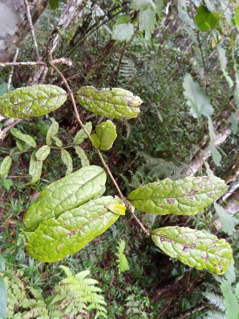 Decarydendron