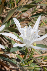 Pancratium maritimum