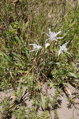 Pancratium maritimum