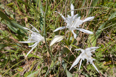 Pancratium maritimum