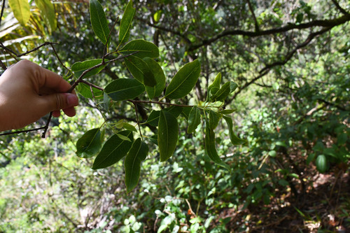 Santalum album observed 2025-08-02