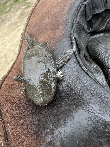 Baardmeerval (Ancistrus cirrhosus) — Loricariidae — 4