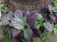 Strobilanthes reptans