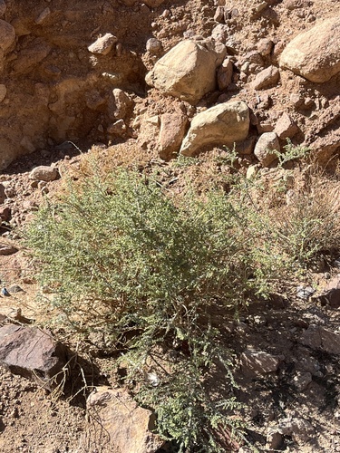 Judean wormwood (Artemisia judaica)