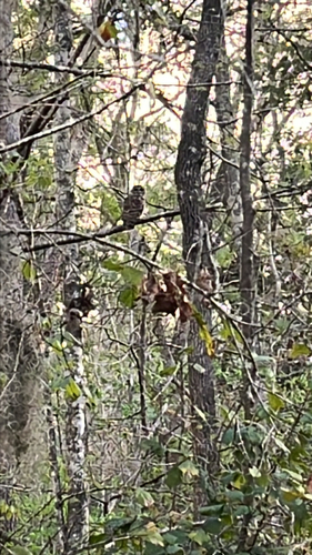 View observation of {o.common_name} on iNaturalist