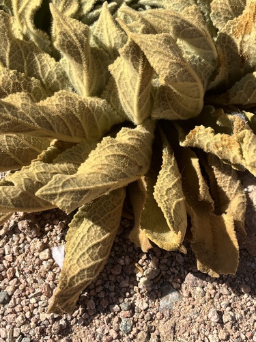 qetetina (Verbascum sinaiticum)