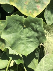 Thunbergia grandiflora