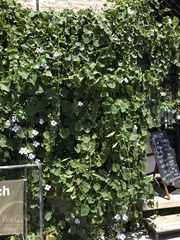 Thunbergia grandiflora