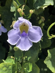 Thunbergia grandiflora