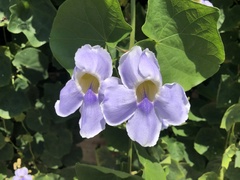 Thunbergia grandiflora
